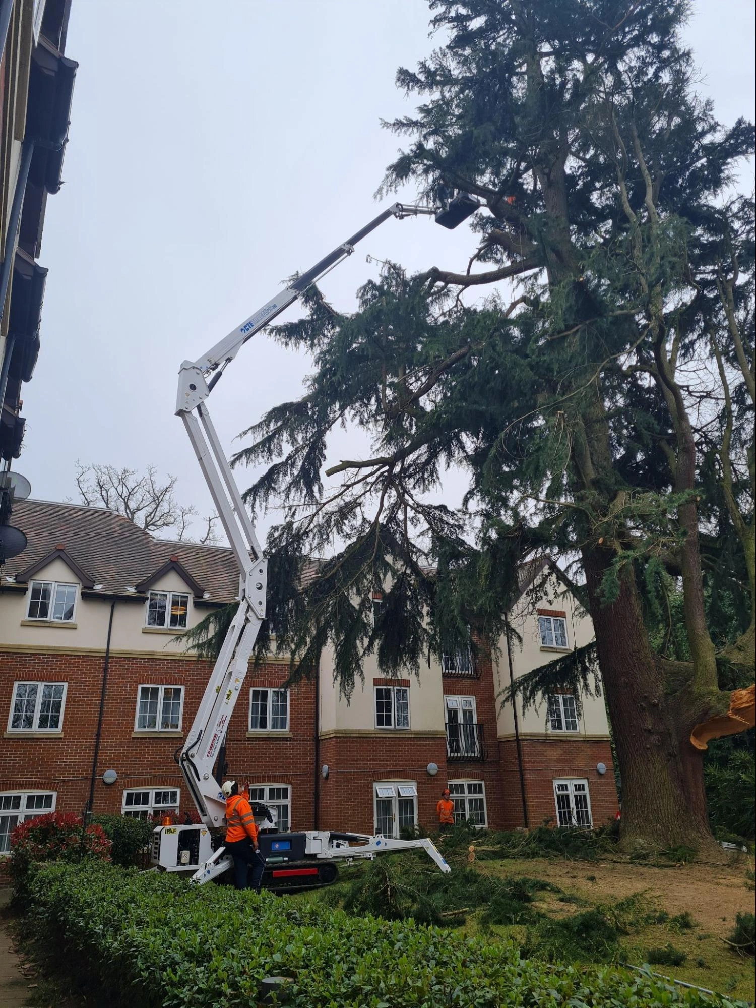 MEWP To Fell a tree